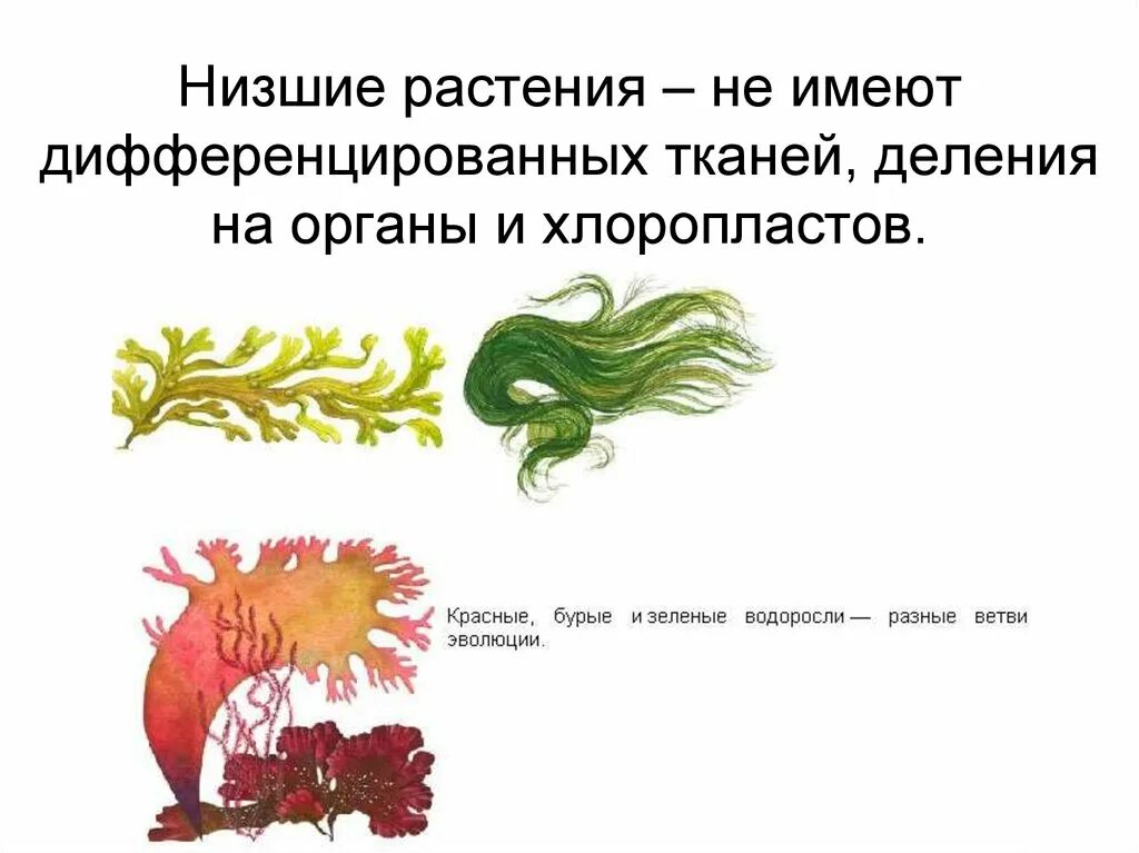 Низшие растения. Низшие растения имеют. Растения, тело которых дифференцировано на ткани и органы;. Дифференцированно на органы растения.