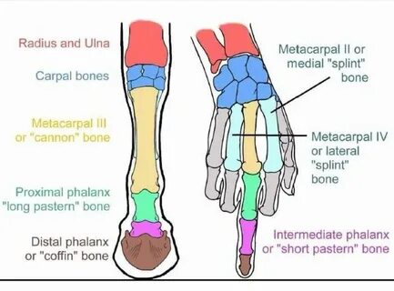 Horses used to have paws with digits, now the hoof is just the anatomy of t...