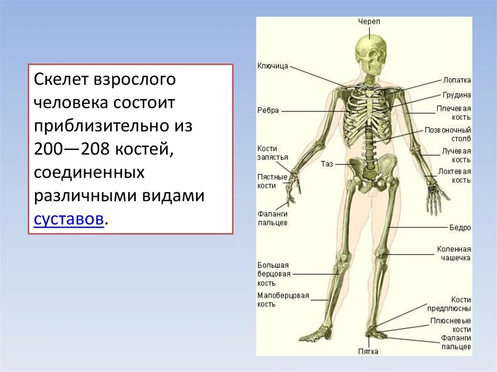 Кости человека 4 класс окружающий мир. Из чего состоит костная система. Скелет человека. Части скелета человека. Строение скелета человека.