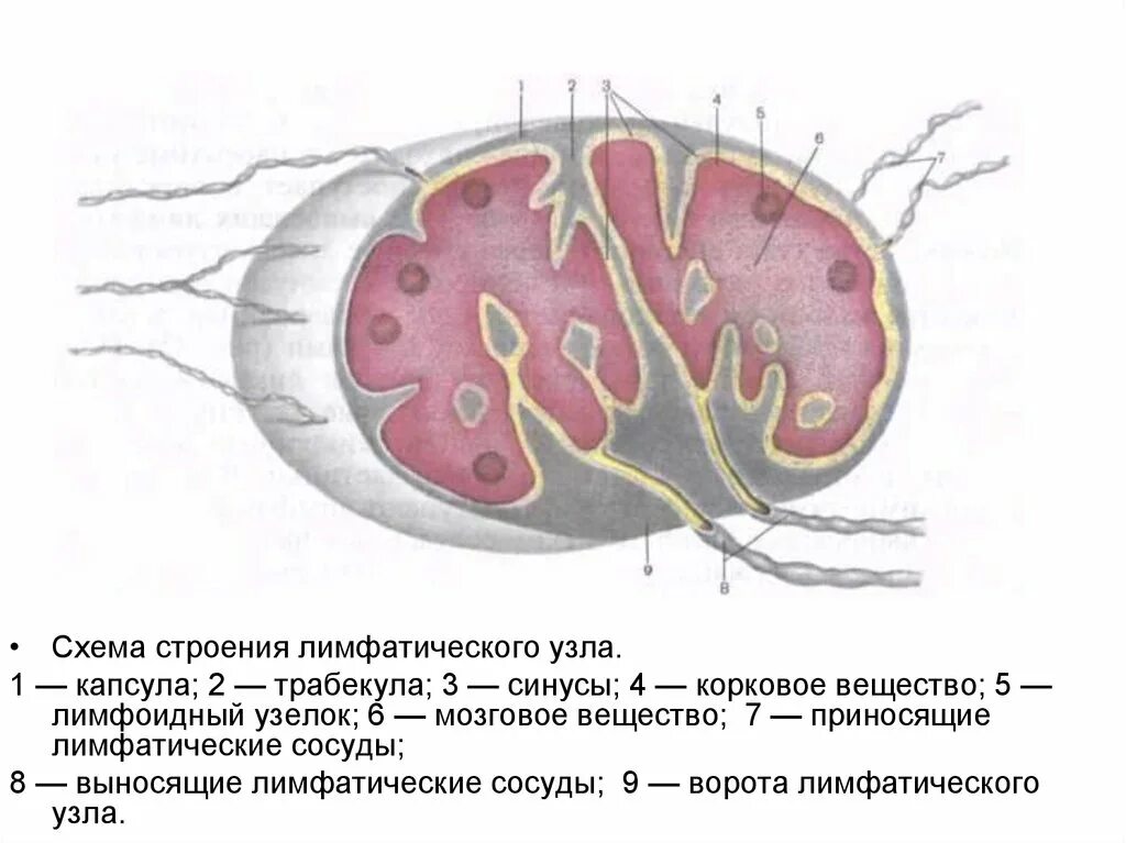 Лимфатический узел имеет. 2. Схема строения лимфатического узла. Лимфатический узел гистология схема. Схема строения лимфатического узла Сема. Строение лимфатического узла гистология схема.