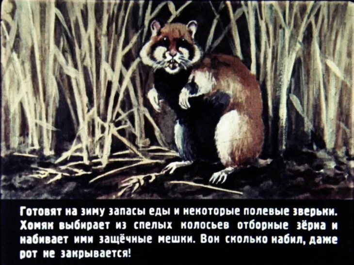 Скребицкий мать. Диафильм зима. Жизнь животных зимой скребицкий рассказ. Г. Скребицкий воробей рассказ.