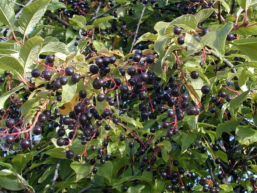 Bird cherry