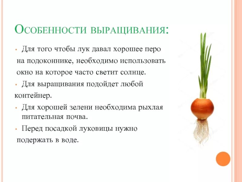 Когда можно давать лук. Презентация зеленый лук. Проект лук на подоконнике. Проект зеленый лук.