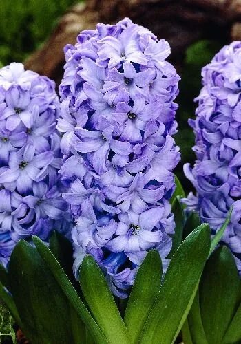 Гиацинт модель. Гиацинт делфт блю. гиацинт минос. гиацинт delft blue. гиацинт спринг бьюти.
