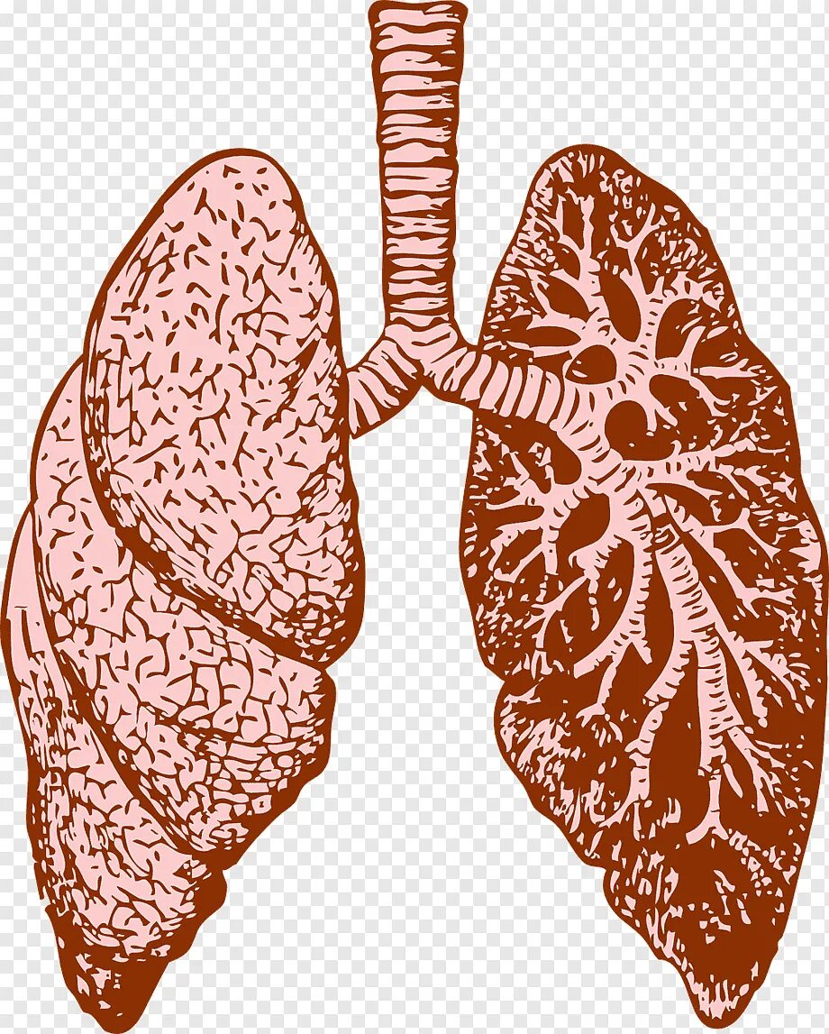 Органы человека легкие. Легкие рисунки.