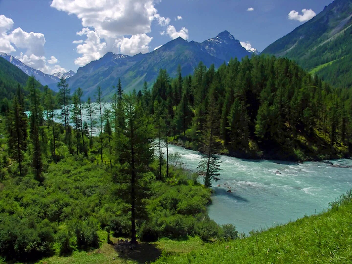 алтай цветы шавлинское озеро.