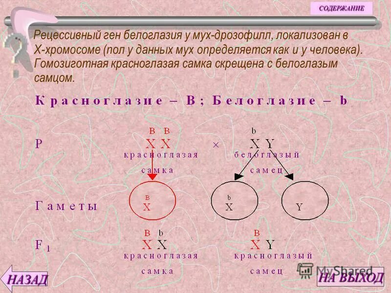 Моногибридное скрещивание f2