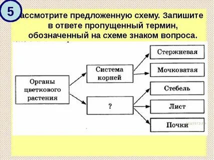 Оформите ответ в виде схемы