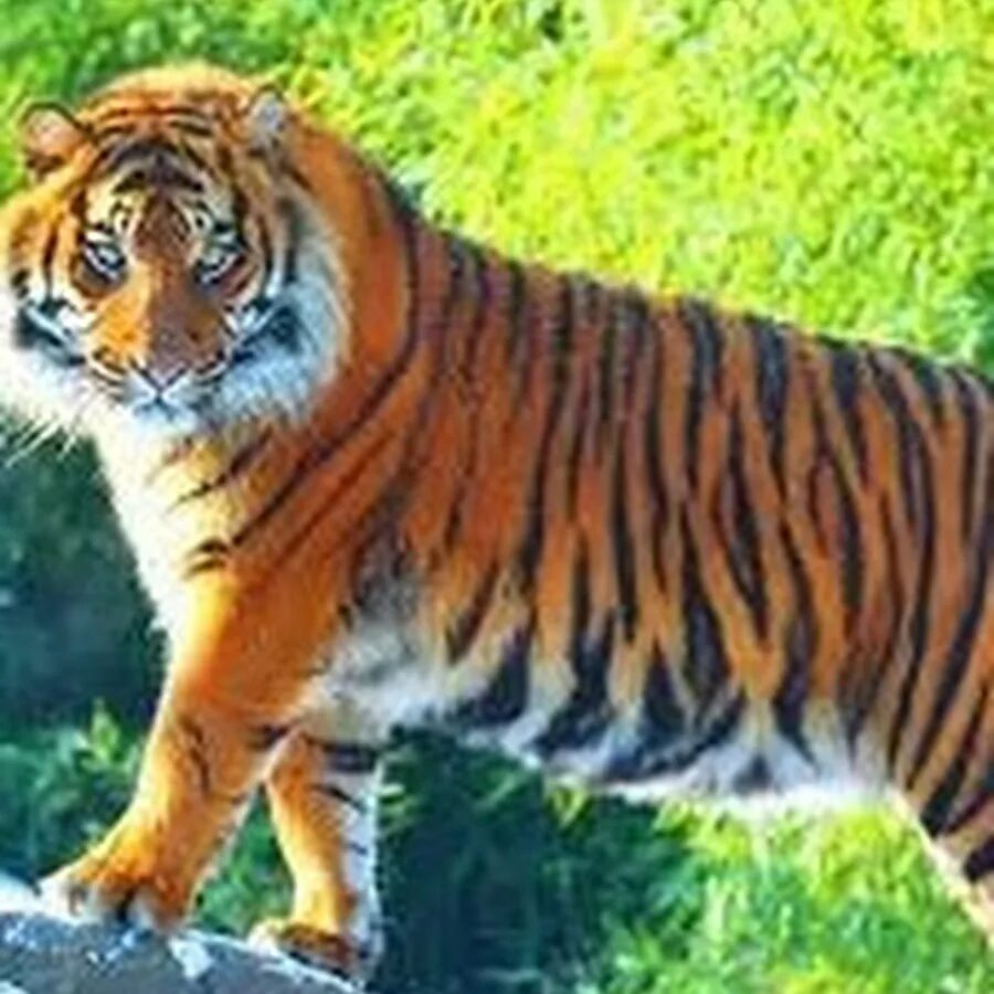 Tigers are the largest