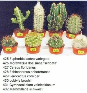 Таблица кактуса