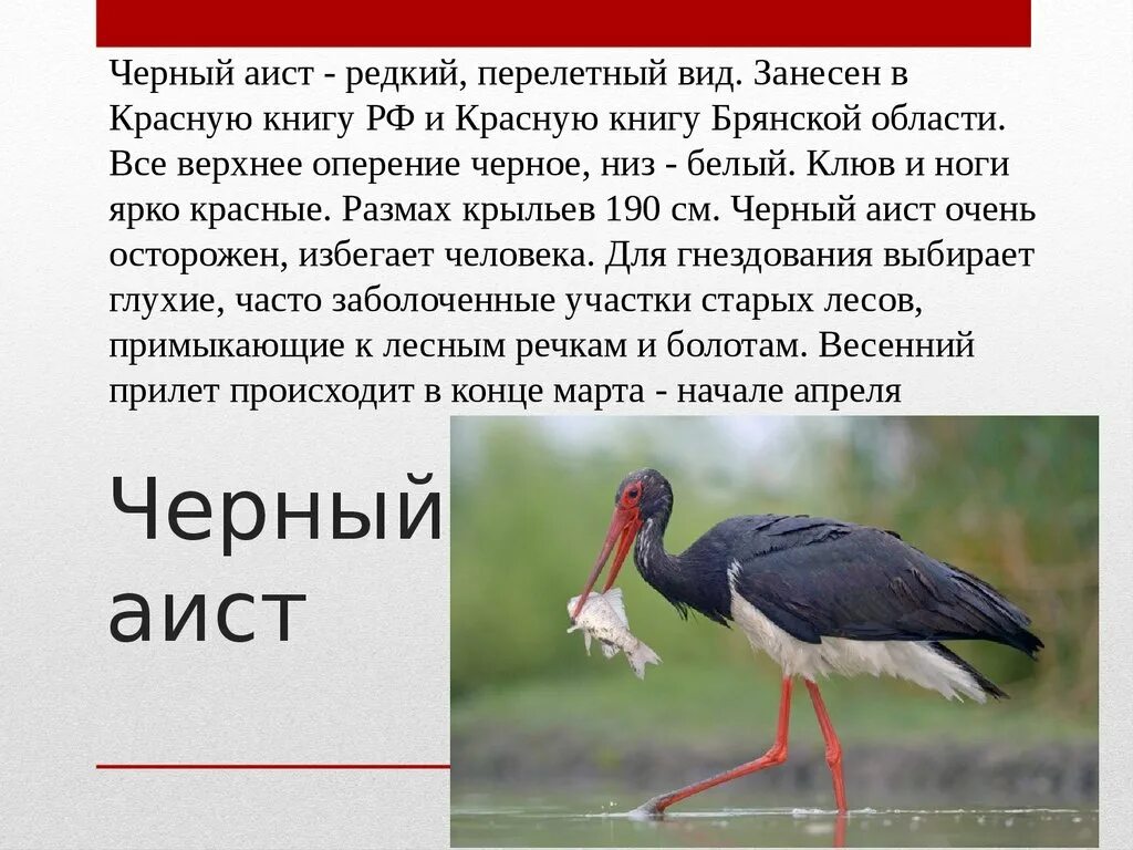 Сочинение описание аиста. Аист красная книга. чёрный аист из красной книги. черный аист красная книга краткое описание. почему черный аист занесен в красную книгу.