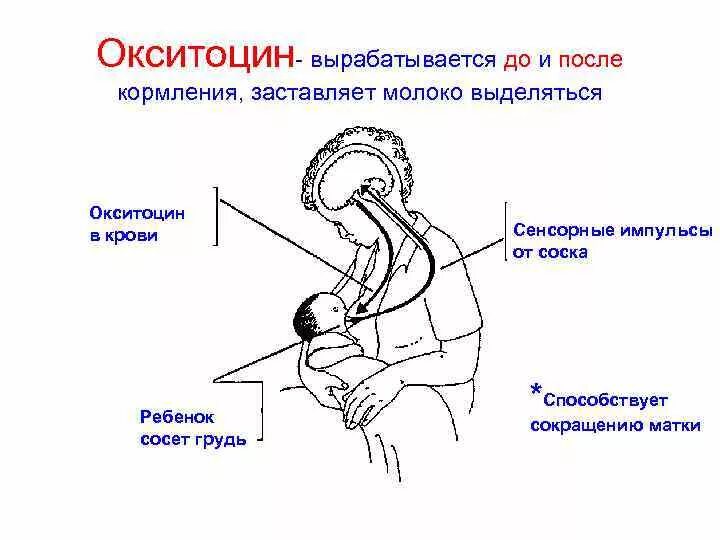 Выработка окситоцина. Окситоцин гормон схема. Рефлекс пролактина и окситоцина. Схема рефлекса окситоцина и пролактина. Окситоцин физиологический эффект.