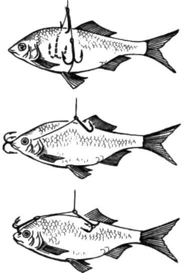Насадить живца на щуку. Как правильно насаживать живца на живцовый двойник. Схемы насаживания живца. Как правильно насадить живца на двойник. Правильно насаживать живца на тройник.