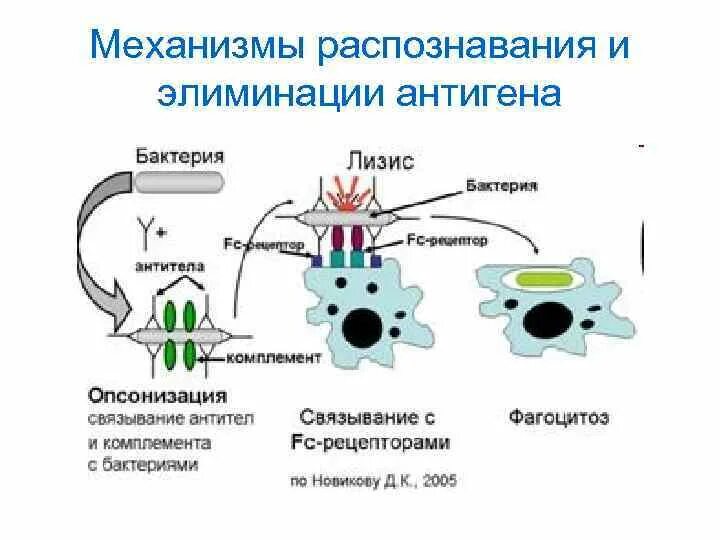 Антигены антитела иммунный ответ. Пути элиминации антигенов из организма. Пути элиминации антигенов из организма иммунология. Механизмы элиминации антител. Механизм распознавания антигена.