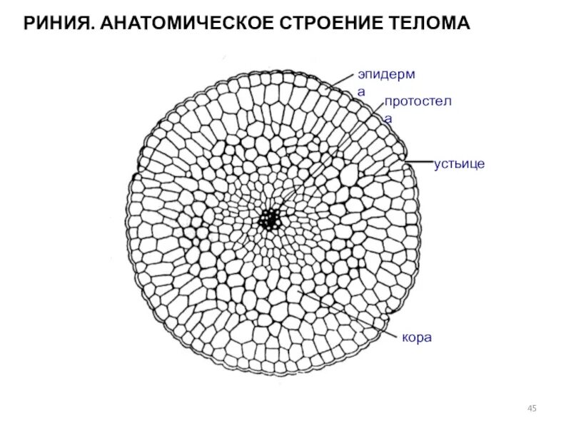 Анатомическое строение растении. Строение стебля ботаника. поперечный срез риниофита. протостела строение. риния строение.