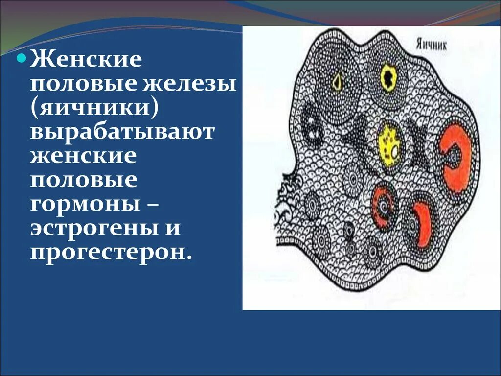 Железы женской половой системы. Половые железы вырабатывают. Женские половые железы. Яичники вырабатывают. Клетки половых желез.