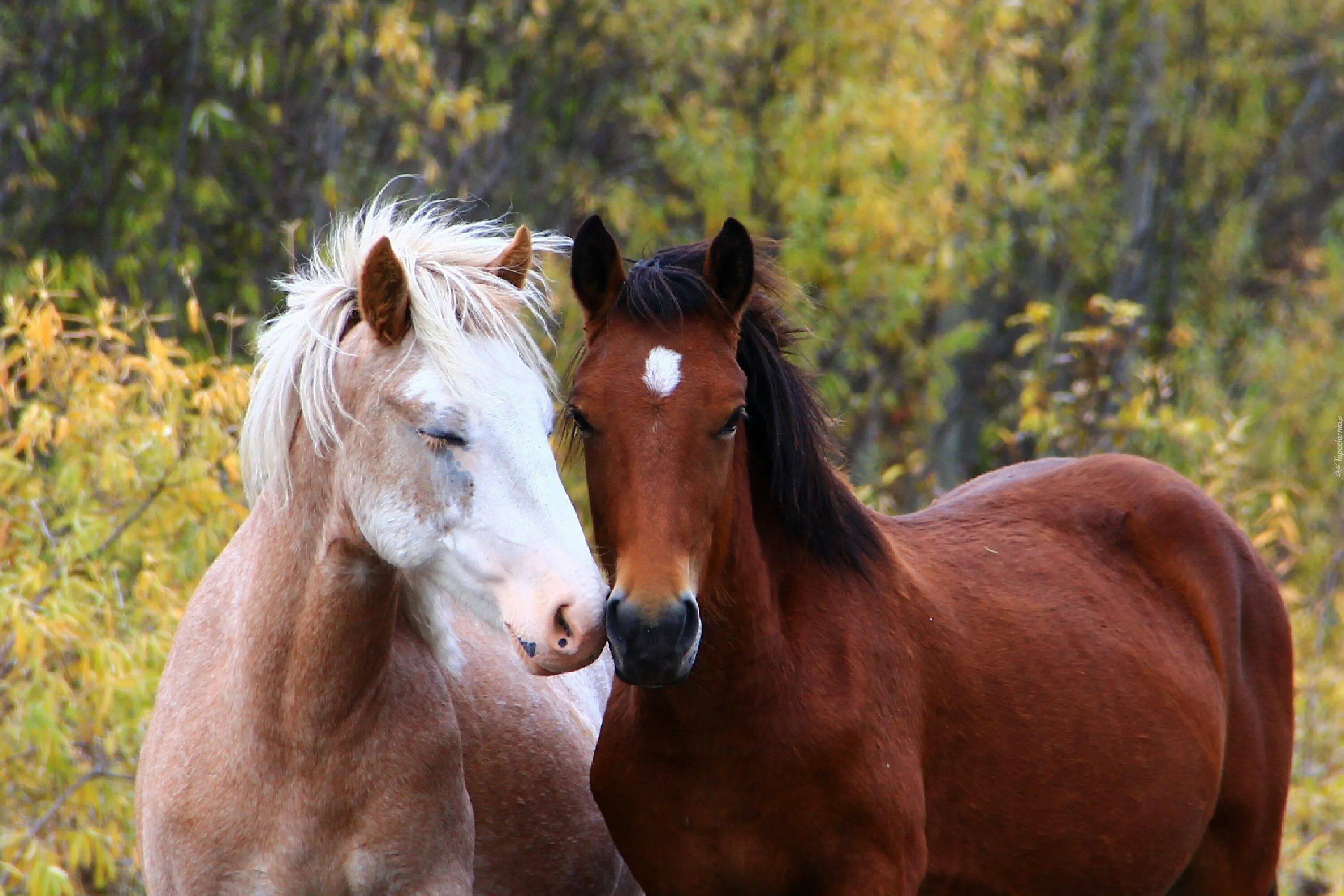 Видео про лошадок. Красивые лошади. Две лошади. Пара лошадей. Красивый конь.