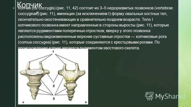 строение копчикового отдела позвоночника человека. копчиковый отдел позвоночника анатомия. копчиковый позвонок строение 1. строение крестцового позвонка. копчиковый отдел позвоночника анатомия.