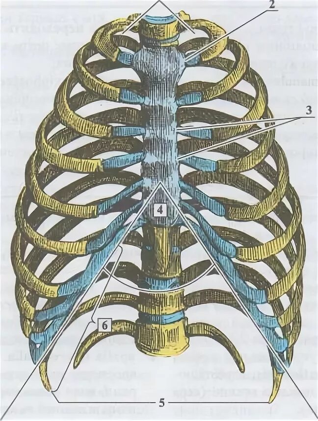 Synchondrosis costae primae