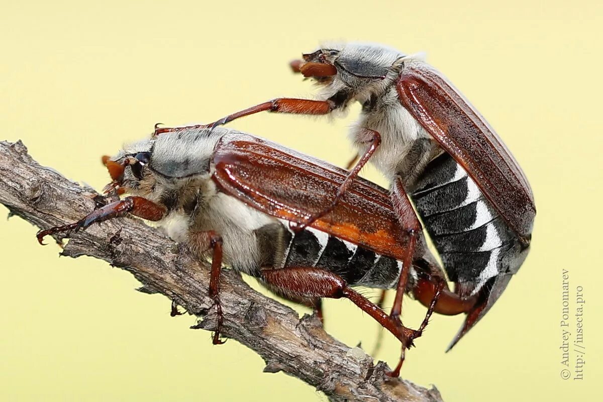May bug