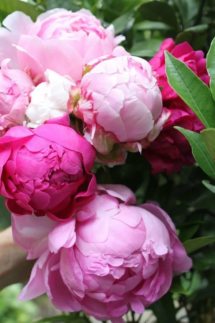 Пион Джулиска. Пиони Пинк (Peony Pink). Пион Элизабет Кан.