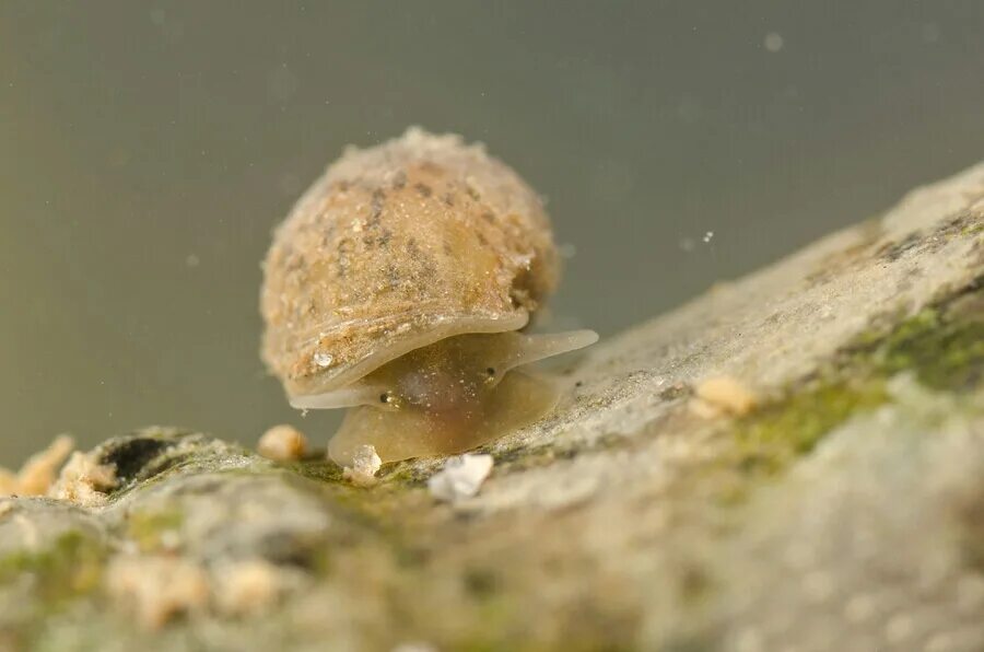 Моллюск малый прудовик. Прудовик болотный. Большой прудовик моллюск. Прудовик Речной. Чем питается малый прудовик