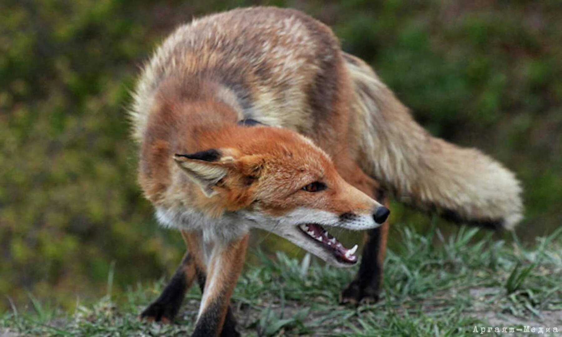 Дикие лисы. Лиса нападает. Лиса нападает. Бешеная лиса. Лисы дерутся.