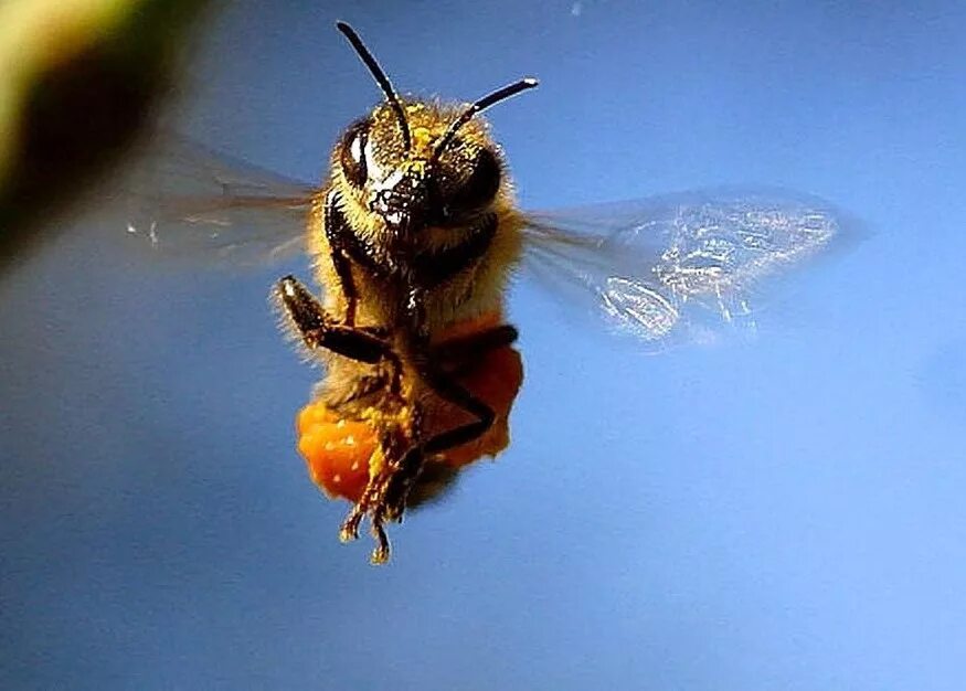 Bee fly. Пчела. Пчела в полете. Пчела летит. Полет пчелы.