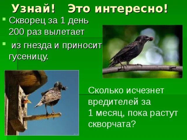 Скворец количество звуков. Диктант скворчата в мае у Скворцов появляются скворчата. Какого числа скворцы начинают вылетать из гнезда. Сколько гектаров леса спасает скворец за сутки.