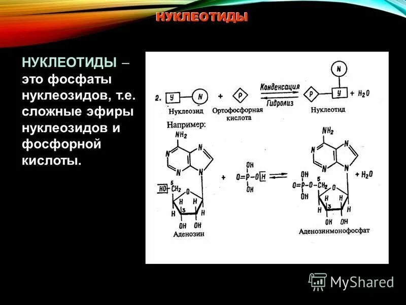 Нуклеиновые кислоты фосфор