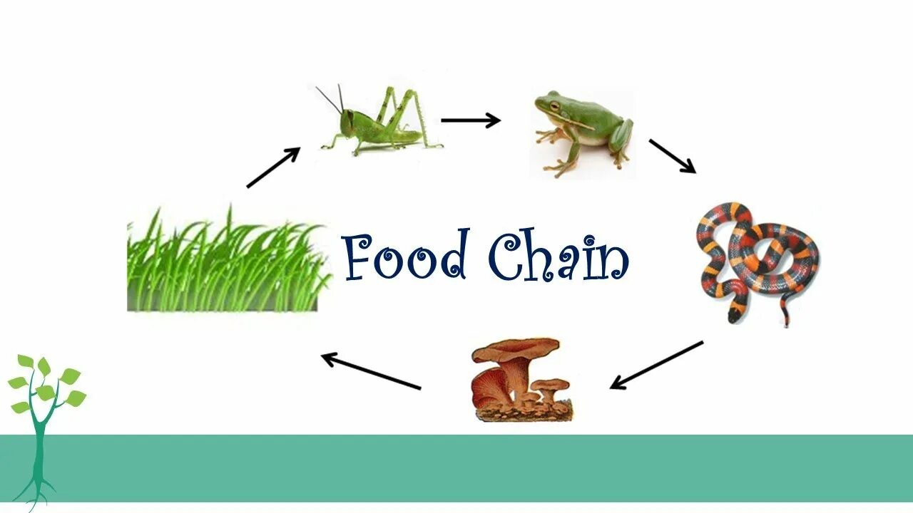 Пищевая цепь состоящая из трех звеньев. Пищевая цепь. Пищевая цепь на суше фото. Пищевая цепь окружающий мир примеры на животных. Пищевая цепь 3д Дарвиновский музей.