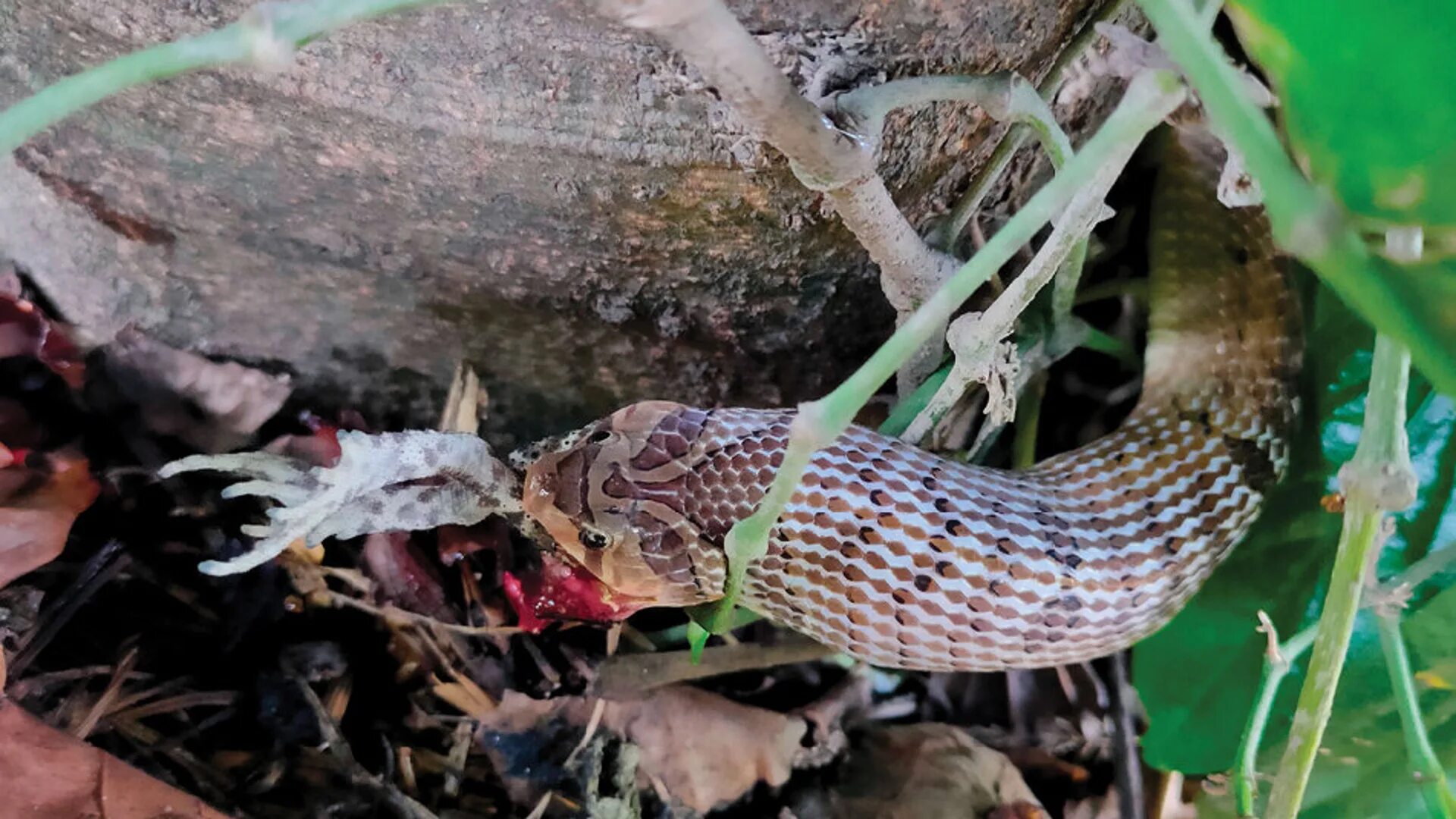 Oligodon fasciolatus. Змея заглатывает добычу. Змеи Тайланда. Змеи заглатывают добычу целиком