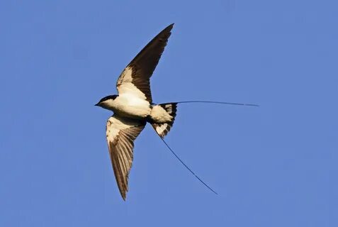 File:Wire-tailed Swallow Hirundo smithii by Dr. Raju Kasambe.jpg. 