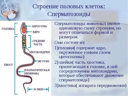 Жалаңаш қыздың кең жамбасы