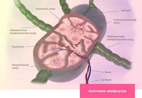 Узлы анатомия