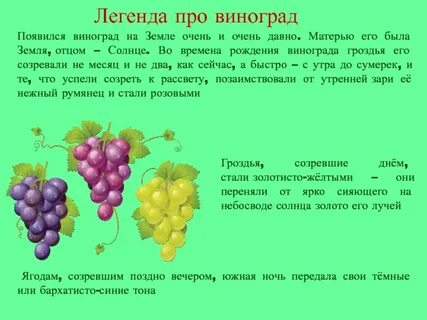 Скопления бактерий напоминающие внешне грозди винограда называются