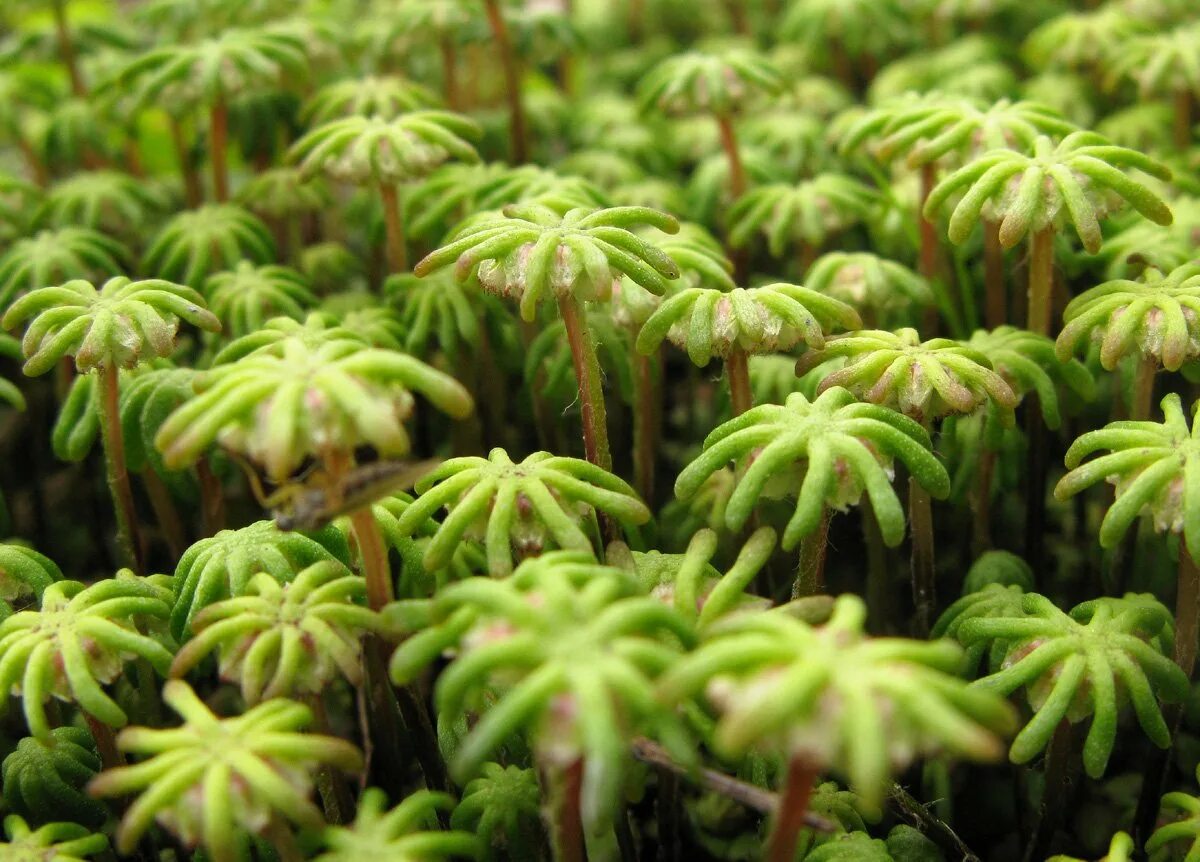 Сфагнум маршанция. Печёночники мхи маршанция. Печёночники мхи маршанция. Печеночники маршанция. Печёночники мхи маршанция.