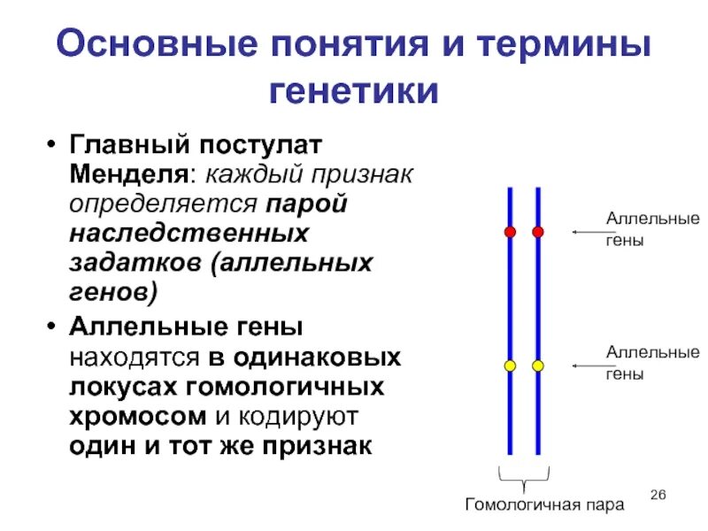 Наследственные задатки по менделю. Основные термины генетики. Генетика основные понятия и термины. Основные понятия в генетике.