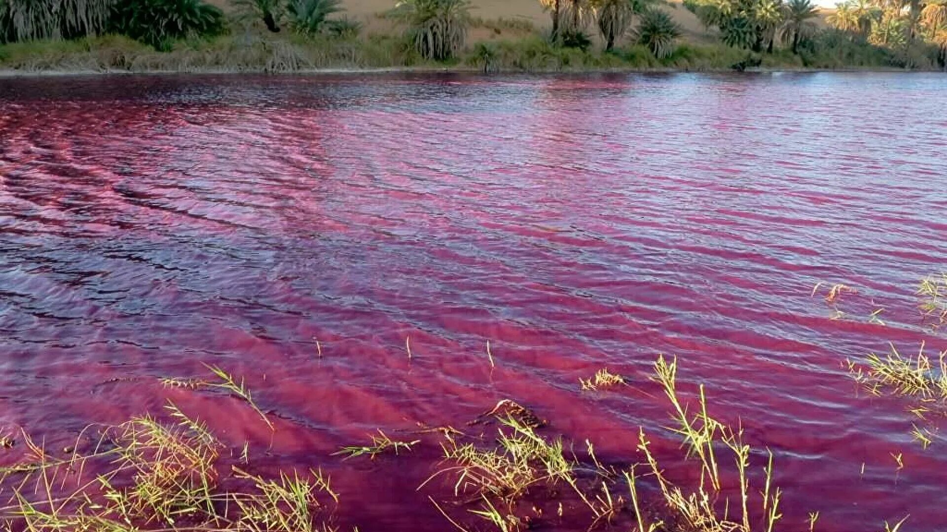 Про красную воду. Озеро Чад. Камерун озеро Чад. Озеро Чад высыхает. Озеро ред Лейк.