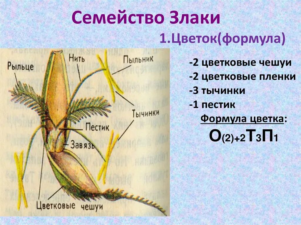 Генеративные органы овса. Строение цветка злаковых. Семейство злаковые строение цветка. Строение цветка ржи и пшеницы. Строение пшеницы семейство злаковых.