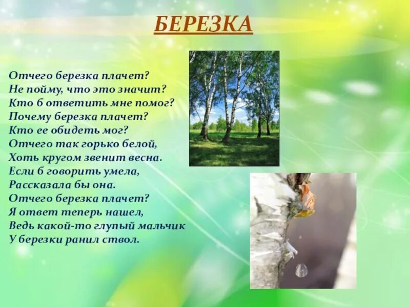 Закрой березки. Плакала береза. Берёзы плачут весной. Березка плачет. Почему берёза плачет весной.