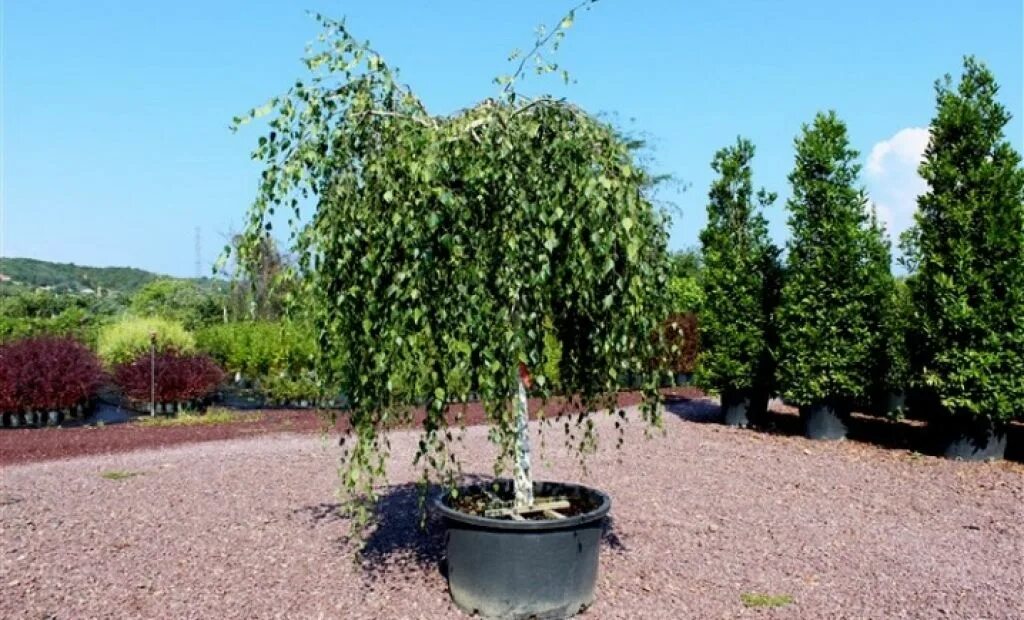 Береза повислая Юнги Betula pendula Youngii. Береза Пендула Юнги. Береза повислая Betula pendula “Youngii”. Береза pendula.