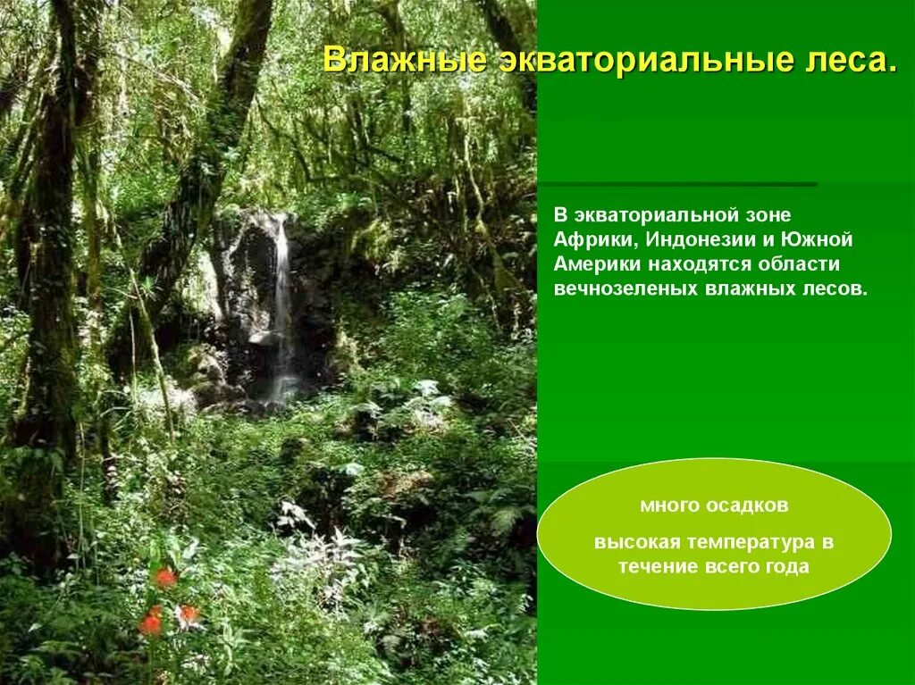 Влажные экваториальные леса. Природные зоны экваториальные леса. Природная зона влажные экваториальные леса. Влажные экваториальные леса Южной Америки. Переменно влажные леса температура