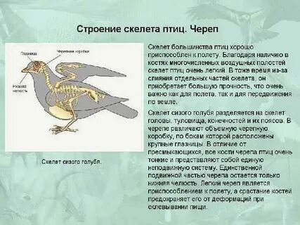 Особенности строения в связи с полетом