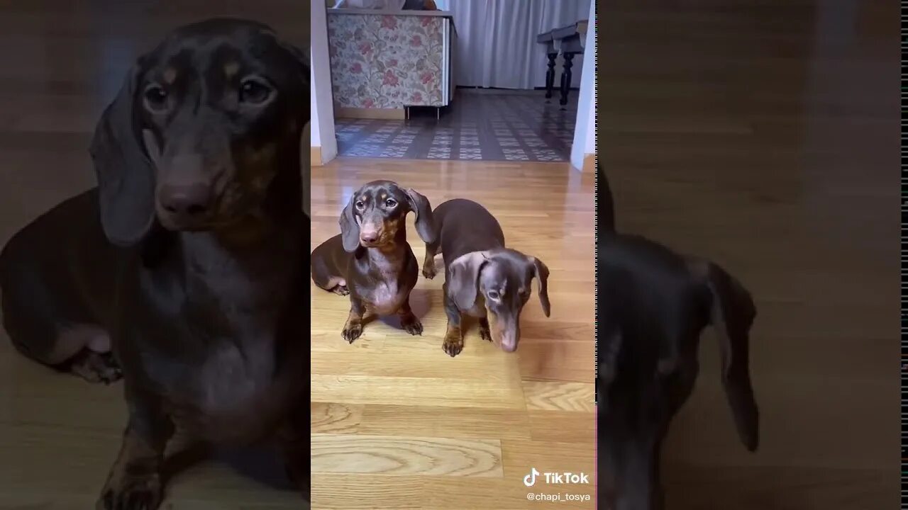 Чи пи чипи чапа чапа. Чи пи чипи чапа чапа. Чапа и тося. Такса тося. Чи пи чипи чапа чапа.