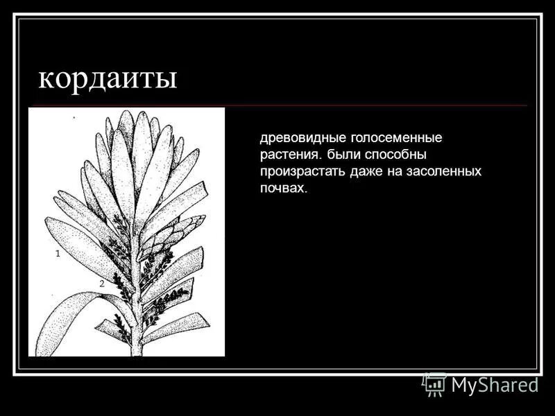 Древовидные кордаиты. Папоротники голосеменные вымершие растения. Древние голосеменные растения. Древние хвойные голосеменные растения. Древовидные кордаиты.