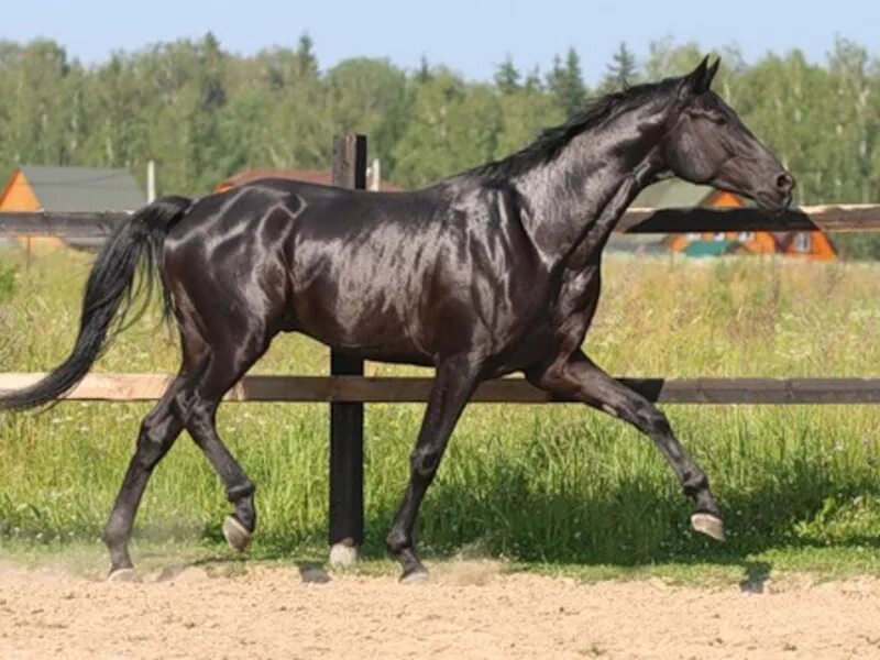 аллюр лошади иноходь. пегий орловский рысак. конь шагает. бег рысцой на лошади. лошадь идет рысью.