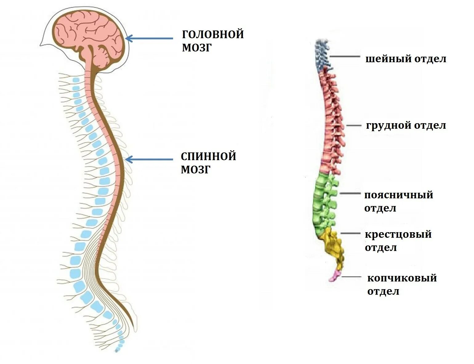 Схема спинного мозга с обозначениями. Головной и спинной мозг. Характеристика спинного мозга. Строение позвоночника.