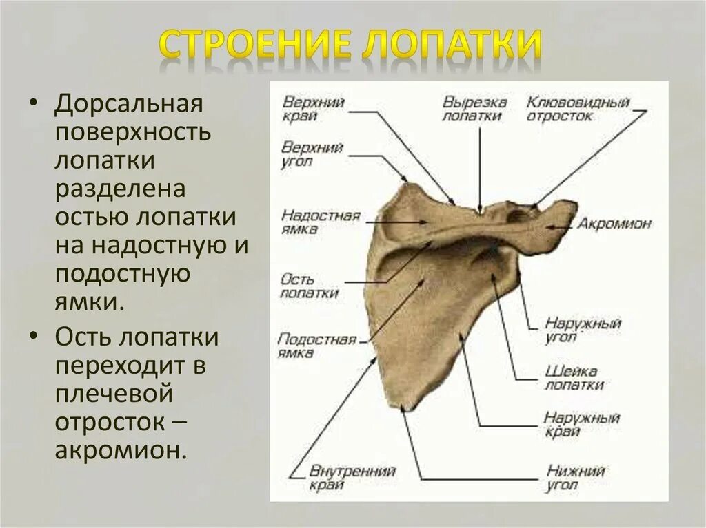 Передний верхний край. Лопаточная кость анатомия человека. Лопатка строение анатомия. Кости лопатки анатомия. Лопатка анатомия Синельников.