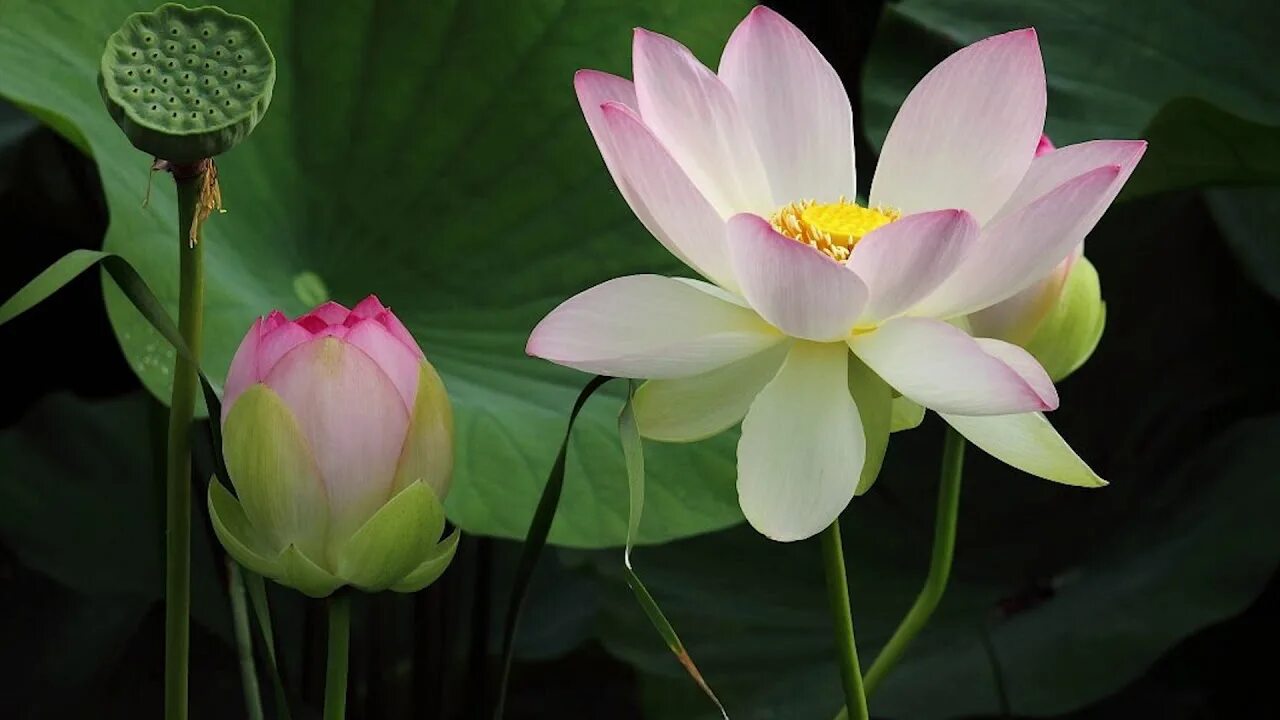 ห ล ว ง พ 4g. Лотус одиночный цветок. Лотос в природе. Лотос цветок в природе. Лотос фото.